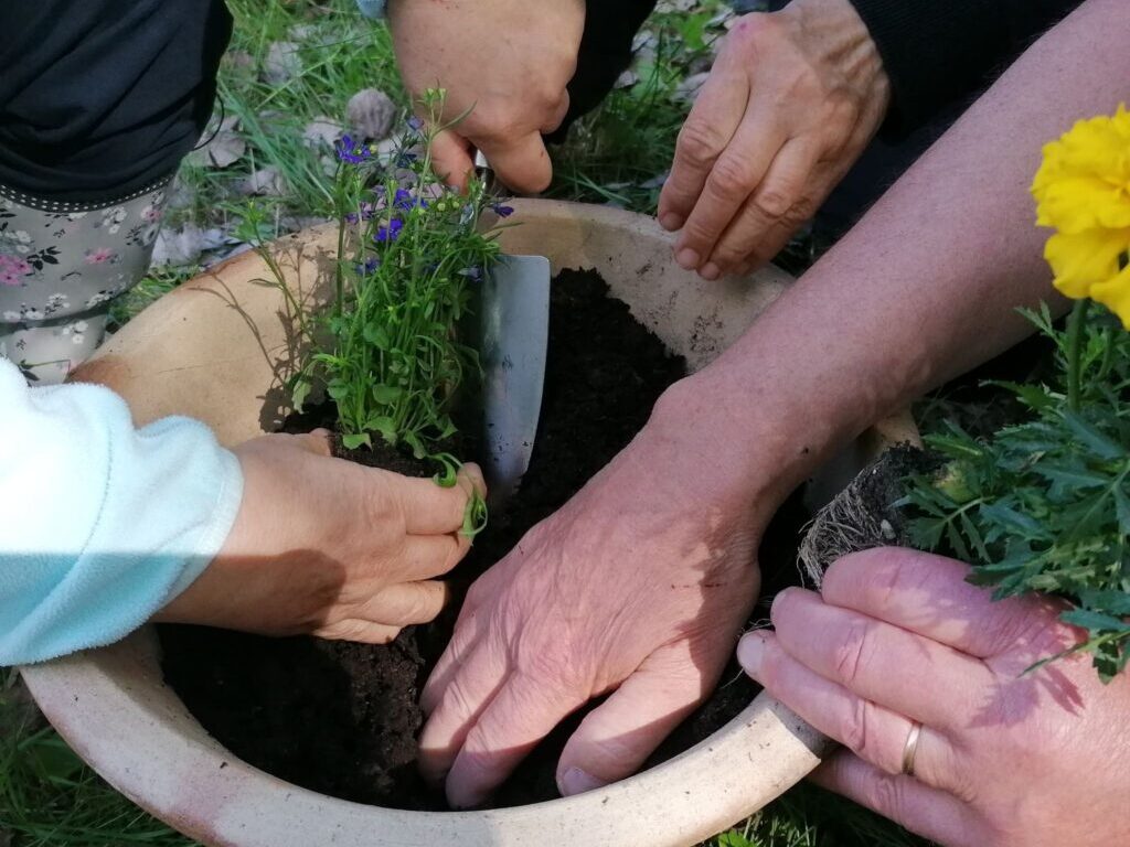 Några händer som planterar en växt i jord i en kruka